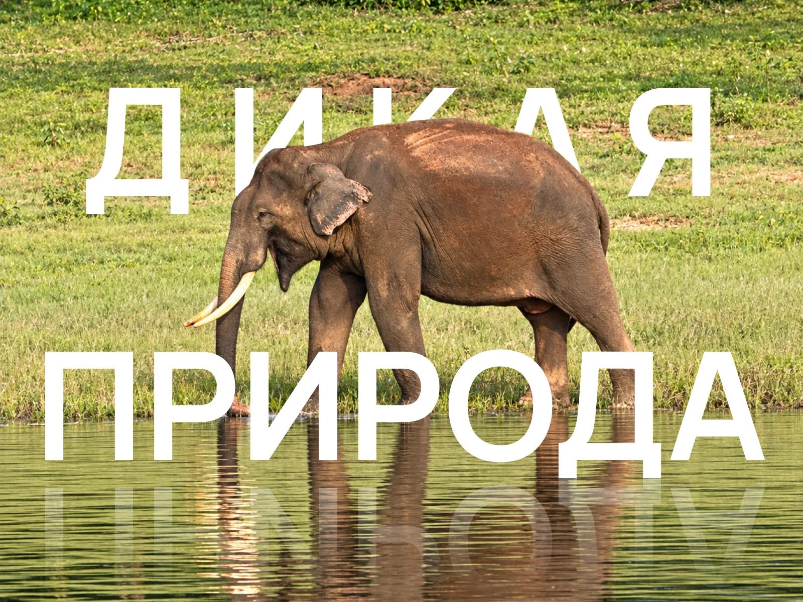 Лес и дикая природа Перияра